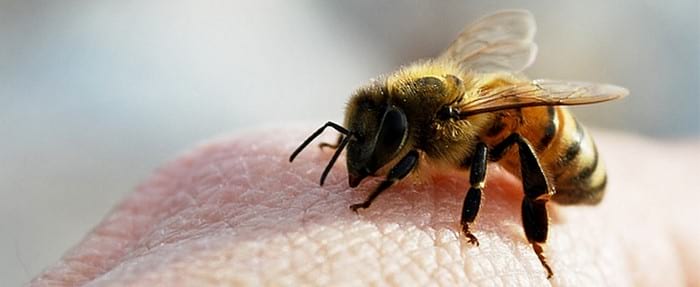 Лечение пчелами: методика проведения процедуры