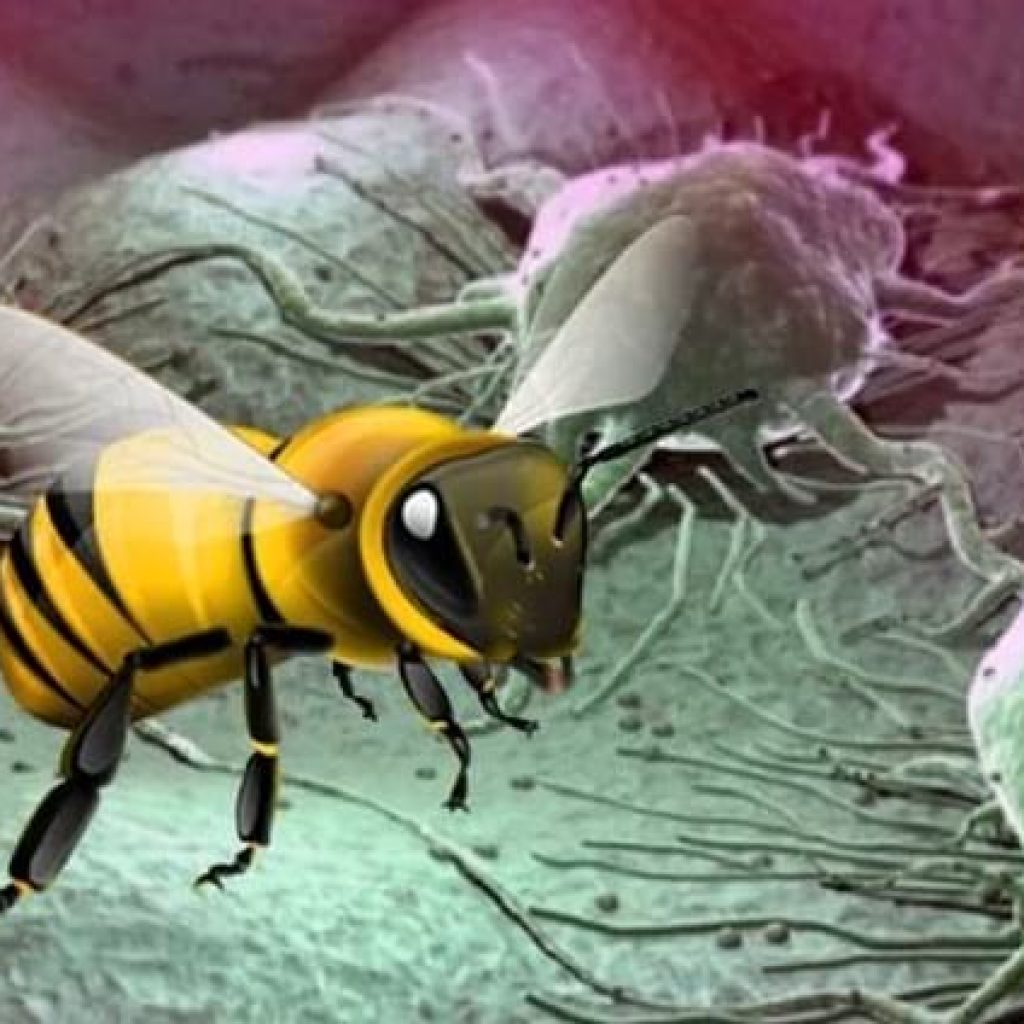 Пчелиный подмор: лечение различных заболеваний