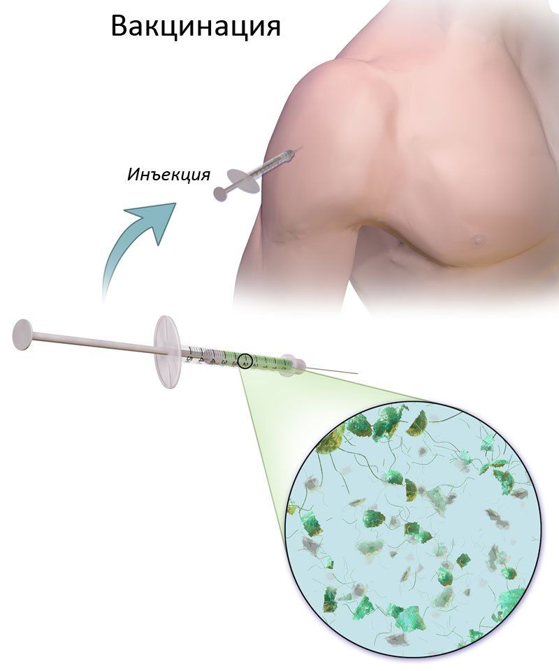 Схема вакцинации
