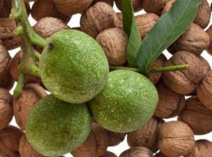 зеленые грецкие орехи