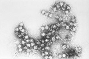 Энтеровирус – возбудитель болезни